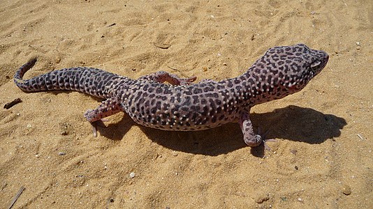 Eublepharis macularius (Common Leopard Gecko)