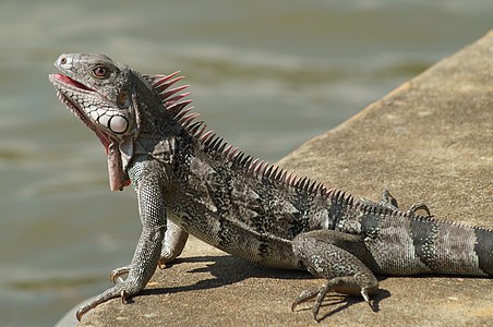 Iguana iguana (Green Iguana)