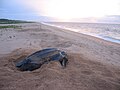 Image 4Leatherback sea turtle on the beach near the village of Galibi (from Suriname)