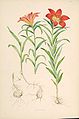 Lilium_pensylvanicum