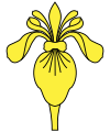 Iris d'or