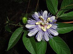 Passiflora incarnata met corona van fijne aanhangsels tussen kroonbladen en meeldraden