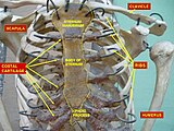 Thorax. Anterior view.