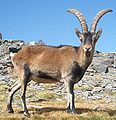 Capra pyrennaica, Es: Cabra montés Ga: Cabra fera