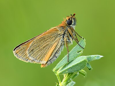 Thymelicus sylvestris underside - Keila