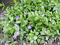 Pervinca maggiore (Vinca major)