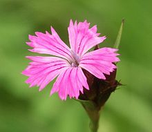 Pink dianthus