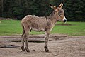 Image 10 Donkey Photograph: Lilly M A 3-week-old donkey (Equus africanus asinus), in Kadzidłowo, Poland. A female donkey is normally pregnant for about 12 months, and usually gives birth to a single foal; twins are rare. More selected pictures