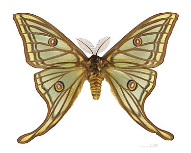 ♂ Graellsia isabellae (Spanish Moon Moth)