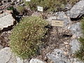 Thymus granatensis