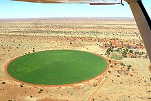 Erba medica irrigata con impianto a perno centrale nel deserto del Kalahari, (Namibia).