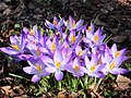 * Nomination Merry crocuses in the spring sunshine.--Famberhorst 16:44, 7 March 2013 (UTC) * Promotion Better than the previous ones : QI for me. --JLPC 19:02, 11 March 2013 (UTC)