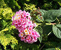 Lantana camara