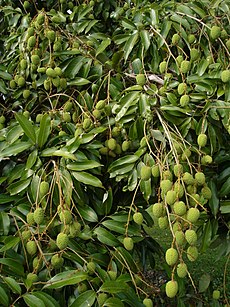 Kininis ličis (Litchi chinensis)