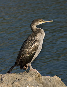 Phalacrocorax aristotelis subsp. desmarestii (European Shag)