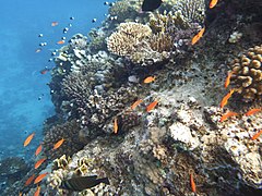 Arrecife coralino al norte de Marsa Alam