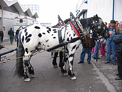 Un cheval tacheté de noir harnaché et attelé se tient de profil.