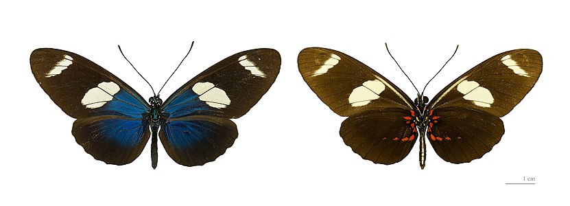 Heliconius sara subsp. sara (Sara Longwing)