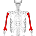 عظم العضد. عرض من الخلف.