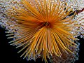 Pacific feather duster Chuuk State, Micronesia