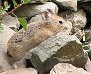 Brown pika