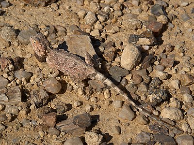 Agama aculeata (Ground Agama)