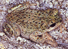 Description de l'image Bufo.punctatus.web.jpg.