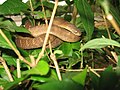 Central African egg-eating snake