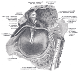 Musculus tensor tympani