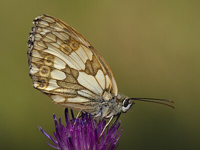 ♀ Melanargia galathea (Marbled White)