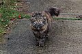 * Nomination Cats on Wensor Avenue, Nottingham. Mattbuck 02:35, 19 March 2013 (UTC) * Decline Visible noise, not sharp enough. --Tupungato 08:08, 20 March 2013 (UTC) Hm, you're right. But can we agree it's a pretty cat? (Must restart COM:FK....) Mattbuck 01:06, 21 March 2013 (UTC)