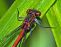 head and thorax, male