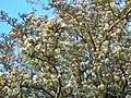 Pyrus pyraster in full blossom