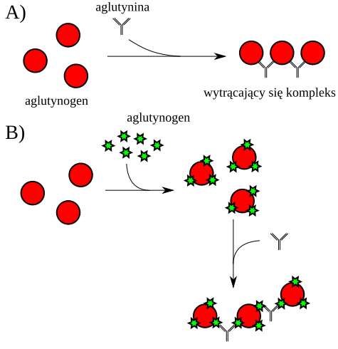 File:Aglutynacja schemat.svg