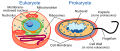 Image 85 Eukaryote versus prokaryote (from Marine prokaryotes)