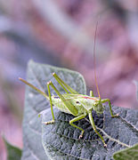 Tettigonia cantans ♀: l'oviscapte dépasse les ailes.