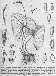 Tribus Zomicarpeae: Illustration von Ulearum sagittatum