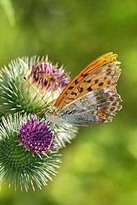 Argynnis paphia (Silver-washed Fritillary)