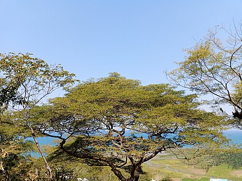 https://commons.wikimedia.org/wiki/File:Bel_arbre.jpg. Photograph: Ntahonsigaye