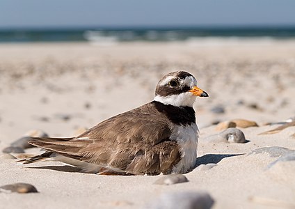 Kolyeli büyük yağmurcunu ya da diğer adıyla Halkalı Cılıbıt (Charadrius hiaticula). (Üreten: Arnoldius)