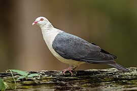 Columba leucomela