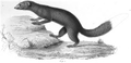 brown-tailed mongoose