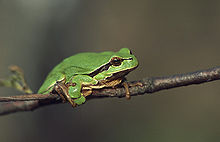 Trjáfroskur (Hyla arborea)