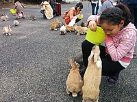 大久野島的觀光客與野生穴兔