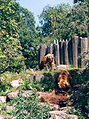 Kodiakbere in die Emmen-dierepark