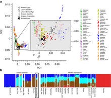 PCA and ADMIXTURE analysis of three ancient Egyptian samples and other modern and ancient populations.[8]