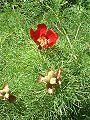 Paeonia tenuifolia