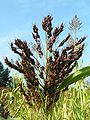 Sorghum bicolor; fotografia feta el 2005 als Jardins Botànics de la Universitat d'Utrecht