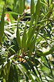 Seed pods