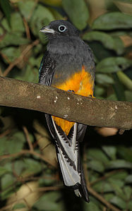 Ak kuyruklu trogon (Trogon viridis) (Üreten: Mdf)